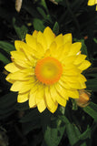 Bracteantha - Mohave Basket Yellow