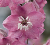 Delphinium - Magic Fountains Lilac Pink White Bee