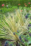 Cordyline - Torbay Dazzler