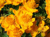 Trollius - Orange Princess Globefower