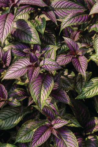 Strobilanthes - Persian Shield