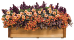 Nemesia - Sunsatia Blood Orange