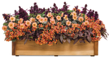 Nemesia - Sunsatia Blood Orange