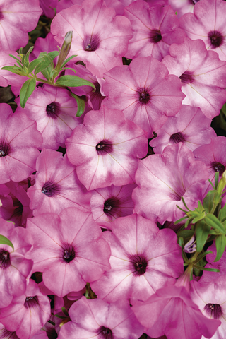 Petunia - Supertunia Tiara Pink