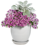 Petunia - Supertunia Hoopla Vivid Orchid