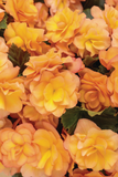 Begonia - Solenia Apricot Improved