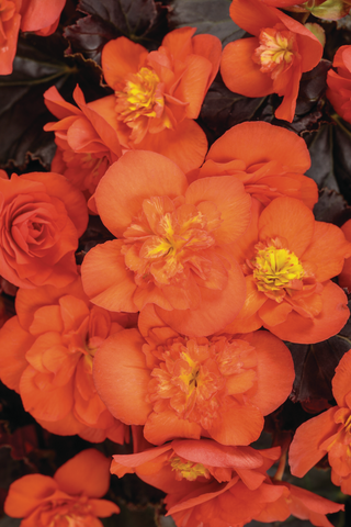 Begonia - Solenia Chocolate Orange