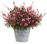 Gaura - Karalee Petite Pink