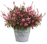 Gaura - Karalee Petite Pink