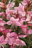 Gaura - Karalee Petite Pink