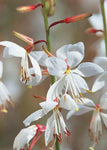 Gaura - Stratosphere White