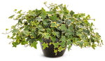 Hedera Helix - English Ivy Green and Yellow