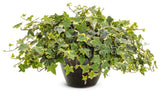 Hedera Helix - English Ivy Green and Yellow