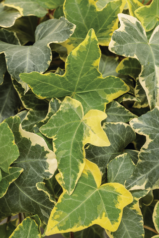 Hedera Helix - English Ivy Green and Yellow