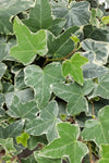 Hedera Helix - English Ivy White and Green