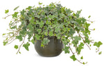 Hedera Helix - English Ivy White and Green