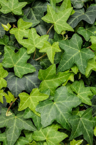 Hedera Helix - English Ivy Green