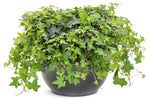 Hedera Helix - English Ivy Green