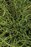 Juncus - Twisted Arrows