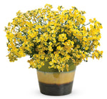 Nemesia - Sunsatia Lemon