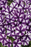 Petunia - Supertunia Mini Vista Violet Star