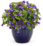 Torenia - Summer Wave Blue