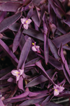 Tradescantia - Pallida Purple Heart