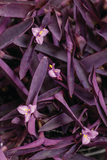 Tradescantia - Pallida Purple Heart