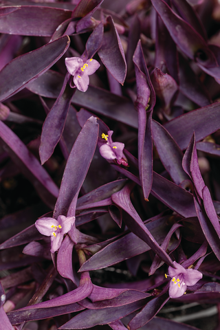 Tradescantia - Pallida Purple Heart