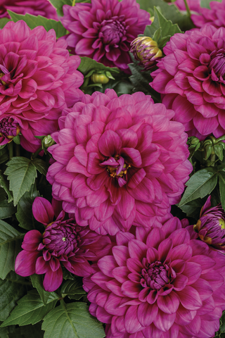 Dahlia - Virtuoso Vibrant Violet