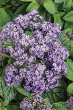 Heliotropium - Aromagica Purple