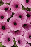 Petunia - Supertunia Mini Vista Plum Veined