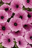 Petunia - Supertunia Mini Vista Plum Veined