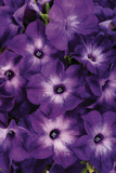 Petunia - Supertunia Tiara Blue