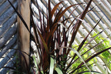 Pennisetum - Purpureum First Knight