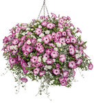 Petunia - Supertunia Tiara Pink