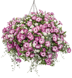 Petunia - Supertunia Tiara Pink