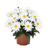 Leucanthemum - Sweet Daisy Birdy