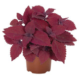 Coleus - Main Street Beale Street