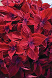 Coleus - Main Street Beale Street
