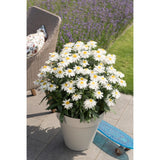 Leucanthemum - Sweet Daisy Birdy