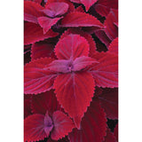 Coleus - Main Street Beale Street