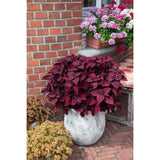 Coleus - Main Street Beale Street