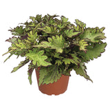 Coleus - Main Street Rodeo Drive