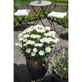 Leucanthemum - Sweet Daisy Birdy