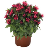 Monarda - Pocahontas Red Rose