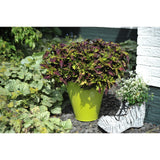 Coleus - Main Street Rodeo Drive