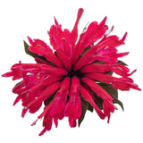 Monarda - Pocahontas Red Rose