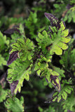 Coleus - Main Street Rodeo Drive