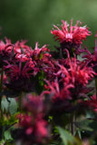 Monarda - Pocahontas Red Rose